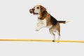 Big old Beagle dog jumping over stick  on white background. Royalty Free Stock Photo