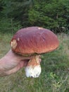 Big old boletus mushroom freshly picked in the forest Royalty Free Stock Photo