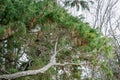 Big old branches of Lawson cypress Chamaecyparis Lawsoniana Filifera, known as Port Orford cedar, white or Oregon cedar