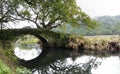 Big old camphor tree over a small birdge Royalty Free Stock Photo