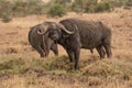 A Big old Cape Buffalo Dagga Bull Syncerus caffer Royalty Free Stock Photo