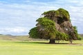 Big old Cedar tree standing alone at the green field in Victoria Royalty Free Stock Photo