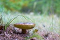 Big old cep mushroom grows Royalty Free Stock Photo