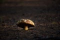 A big, old cepe mushroom Royalty Free Stock Photo