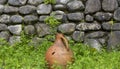 Big old clay jug. Old ancient clay vase outdoors. Still life of ceramic pots. Selective focus. Old clay jugs in the brick and Royalty Free Stock Photo
