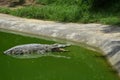 A big old crocodile with open mouth lies in the green water near the shore and waits for food Royalty Free Stock Photo