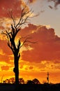 A big old dead gum tree outback Australian sunset Royalty Free Stock Photo