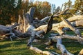 Big old dead oak trunk at the ground in sunset Royalty Free Stock Photo