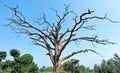 Big and old Dry  tree with green trees Royalty Free Stock Photo