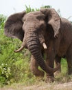 Big old elephant is running straight at you. Africa. Kenya. Tanzania. Serengeti. Maasai Mara. Royalty Free Stock Photo