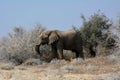 A big old elephant stands near the thickets and grazes. Rocky dry desert. Nature reserve