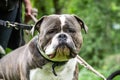 Big old English Bulldog relaxing in the park close up Face Royalty Free Stock Photo