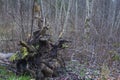 A big old fallen tree roots in the forest Royalty Free Stock Photo