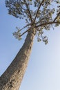 Big old frican pine. Treetop stem. Pines, firs, evergreen trees Royalty Free Stock Photo