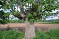 Gnarly tree in countryside Royalty Free Stock Photo