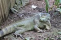 Big old Iguana. Royalty Free Stock Photo