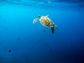 Big old green sea turtle peacefully swimming and diving near the island coral reef Royalty Free Stock Photo