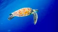 Big old green sea turtle peacefully swimming and diving near the island coral reef