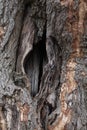 Big old hollow tree texture Royalty Free Stock Photo