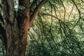 Big old linden tree with huge trunk in the dark forrest with sunlight shining through the branches