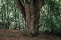 Big old linden tree with huge trunk in the dark forrest with sunlight shining through the branches