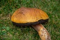 Big old mushroom on the grass Royalty Free Stock Photo