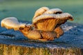 A big old mushroom on a tree stump in the full morning sun Royalty Free Stock Photo