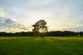 Big old oak in a field at sunset. Royalty Free Stock Photo
