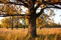 Big old oak in a oak grove in autumn Royalty Free Stock Photo