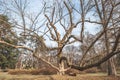 Big old Oak Plantae Quercus Fagaceae tree in the forest with huge dry branches as from fairy tale or magical woods Royalty Free Stock Photo