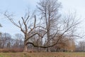 Big old Oak Plantae Quercus Fagaceae tree in the forest with huge dry branches as from fairy tale or magical woods Royalty Free Stock Photo