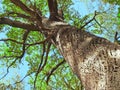 Big old oak tree Royalty Free Stock Photo