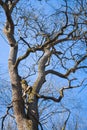 Big old oak tree against blue sky background in early spring Royalty Free Stock Photo