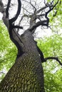 Big old oak tree against the sky Royalty Free Stock Photo