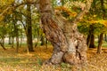 Big old oak tree in autumn forest