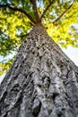 Big old oak tree in the autumn forest Royalty Free Stock Photo