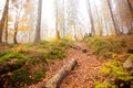 The big old oak tree in the autumn forest Royalty Free Stock Photo