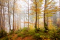 The big old oak tree in the autumn forest Royalty Free Stock Photo