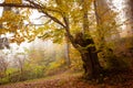 The big old oak tree in the autumn forest Royalty Free Stock Photo