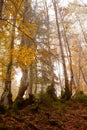 The big old oak tree in the autumn forest Royalty Free Stock Photo