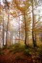 The big old oak tree in the autumn forest Royalty Free Stock Photo