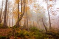 The big old oak tree in the autumn forest Royalty Free Stock Photo