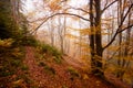 The big old oak tree in the autumn forest Royalty Free Stock Photo