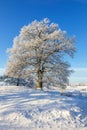 Big old oak tree a frosty winter day Royalty Free Stock Photo