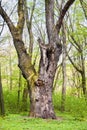 Big old oak tree in green spring forest Royalty Free Stock Photo