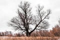 Big old Oak tree has gnarly twisted bare branches in late autumn, winter Royalty Free Stock Photo