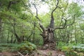 Big old oak tree Royalty Free Stock Photo