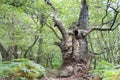 Big old oak tree Royalty Free Stock Photo