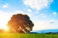 Big old oak tree in the middle Royalty Free Stock Photo