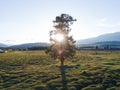 Big old oak tree in the middle of a green field Royalty Free Stock Photo